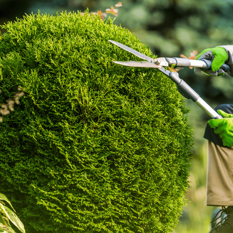 tree-service business professional