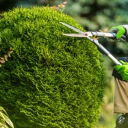 Tree Service