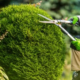 Tree Service